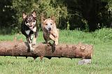 KELPIE ET BOUVIER AUSTRALIEN060